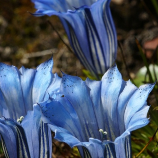 Gentiana arethusae